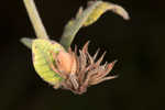 Hairy lespedeza